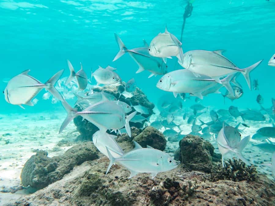 Phuket: Similan Island Full-Day Trip by Speedboat with Meals - Why the Similan Islands make a strong day trip