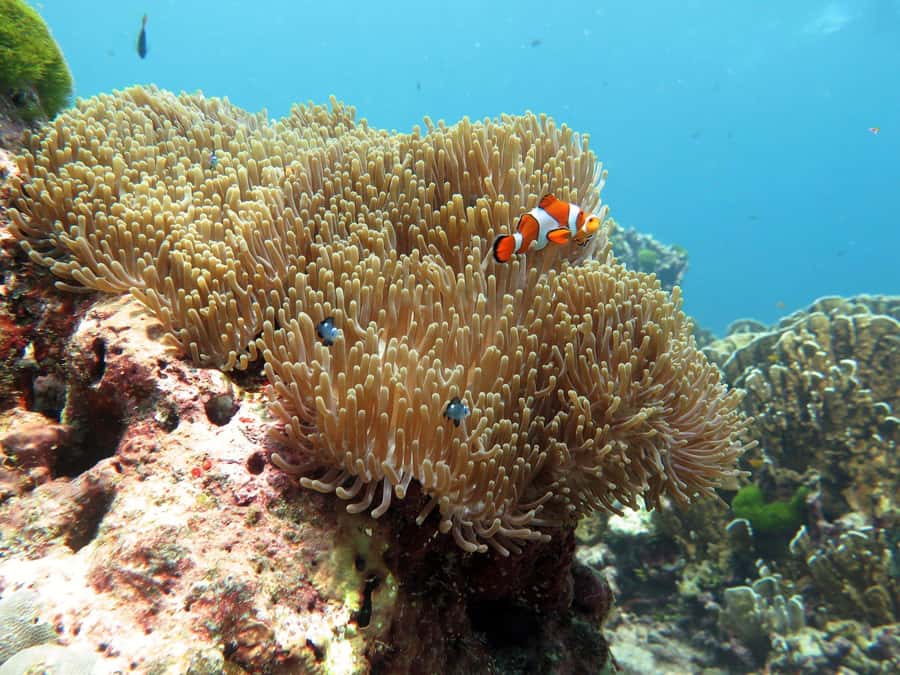 Phuket: Similan Island Full-Day Trip by Speedboat with Meals - Miang Island, Koh 4, starts the island program