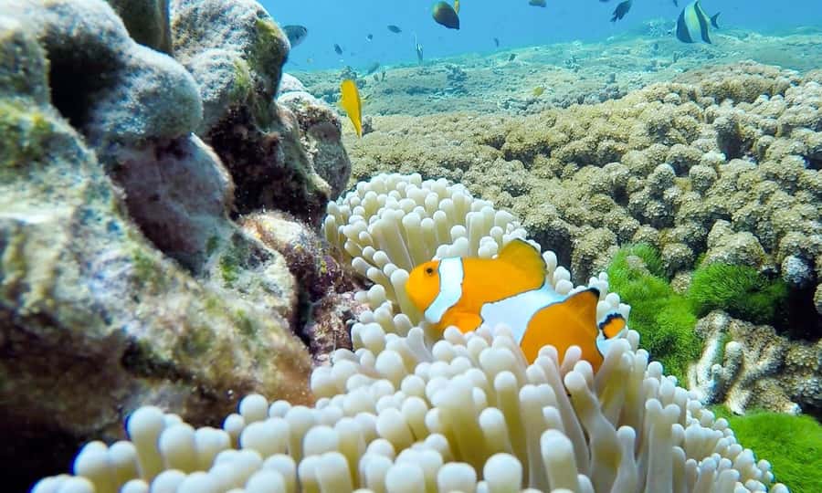 Phuket: Similan Island Full-Day Trip by Speedboat with Meals - Payu Island, Koh 7, for swimming and snorkeling