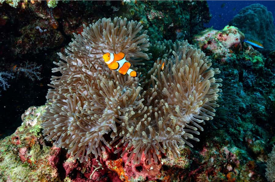 Phuket: Similan Islands Day Tour by Speedboat with Lunch - Who should book this Similan Islands day trip?