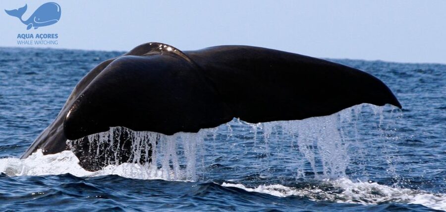 Pico Island: Azores Whale & Dolphin Watching on Zodiac Boat - Meeting at Lajes do Pico harbor