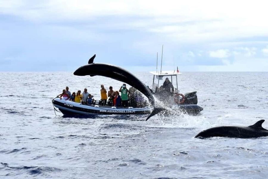 Pico Island: Azores Whale & Dolphin Watching on Zodiac Boat - How the guides shape the experience