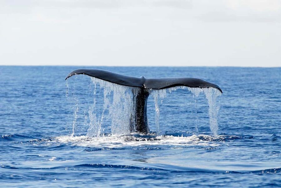 Pico Island: Azores Whale & Dolphin Watching on Zodiac Boat - Clothing, comfort, and practical limits