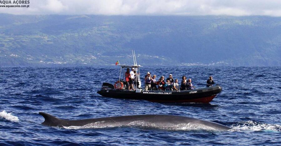 Pico Island: Azores Whale & Dolphin Watching on Zodiac Boat - The 10-minute safety briefing