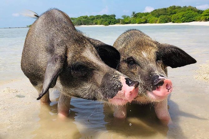 Pig Feeding, Kayaking, Snorkeling Trip at Pig Island By Speedboat From Koh Samui - Leaving Koh Samui by speedboat