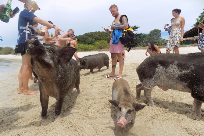Pig Feeding, Kayaking, Snorkeling Trip at Pig Island By Speedboat From Koh Samui - Lunch on Koh Madsum