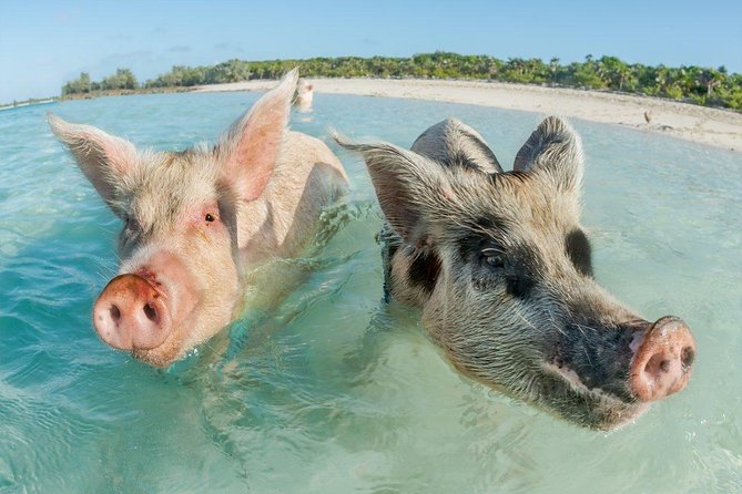 Pig Island Experience By Speed Boat, Snorkeling, Kayaking Relaxing on the Beach - Koh Madsum gives you three hours to choose your pace