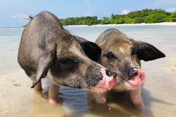 Pig Island Experience By Speed Boat, Snorkeling, Kayaking Relaxing on the Beach - Group size can change the feel of the day