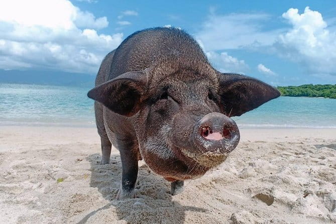 Pig Island & Koh Tan Tour by Speed Boat (Snorkeling & Kayaking) - Key points at a glance
