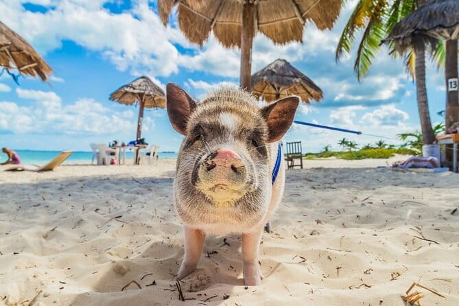 Pig Island & Koh Tan Tour by Speed Boat (Snorkeling & Kayaking) - Who will enjoy this tour most