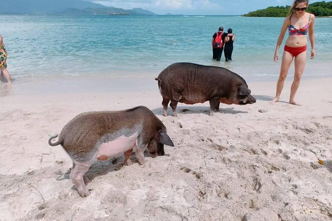Pig Island & Koh Tan Tour by Speed Boat (Snorkeling & Kayaking) - Reaching Koh Mudsum, the Pig Island stop