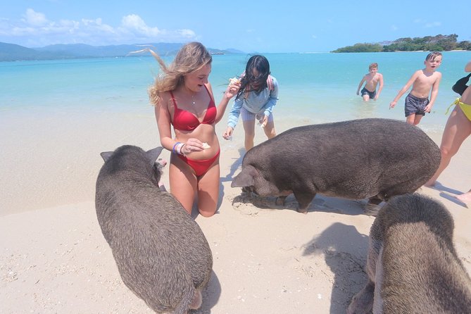 Pig Island Snorkeling & Sightseeing Tour By Speedboat From Koh Samui - Two islands, one very unusual beach stop