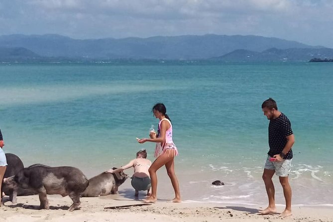 Pig Island Snorkeling & Sightseeing Tour By Speedboat From Koh Samui - Practical tips for a smoother day
