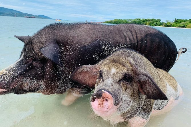 Pig Island Snorkeling & Sightseeing Tour By Speedboat From Koh Samui - Koh Tan snorkeling: the natural highlight, when the water cooperates