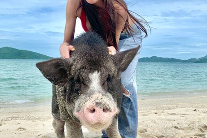 Pig Island Tour by Speedboat with Snorkeling - Meeting the pigs on Koh Madsum