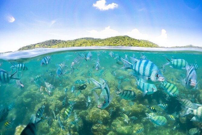 Pig Island Tour by Speedboat with Snorkeling - Snorkeling near Koh Tan