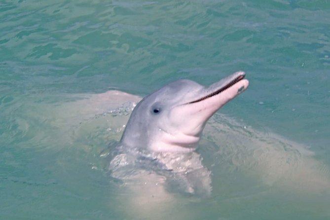 Pink Dolphin Spotting & Pig Island Speedboat Tour From Koh Samui - Getting from Koh Samui to the Khanom coast