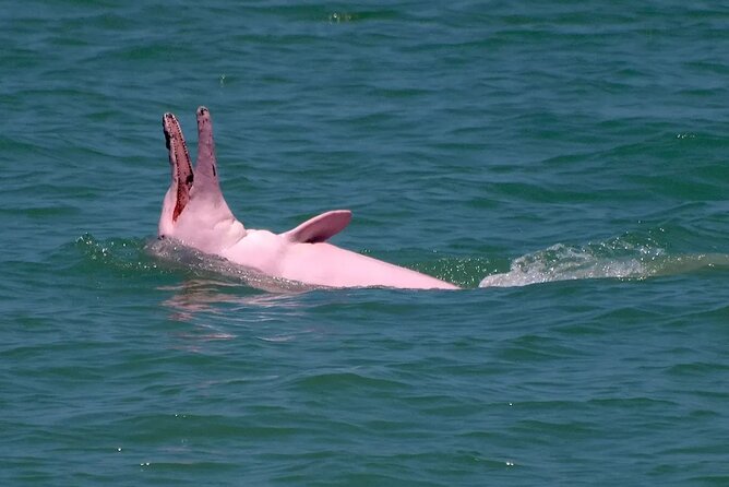 Pink Dolphin Spotting & Pig Island Speedboat Tour From Koh Samui - Koh Tan snorkeling with provided equipment