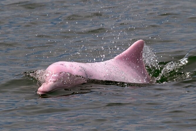 Pink Dolphin Spotting & Pig Island Speedboat Tour From Koh Samui - How the day feels from start to finish