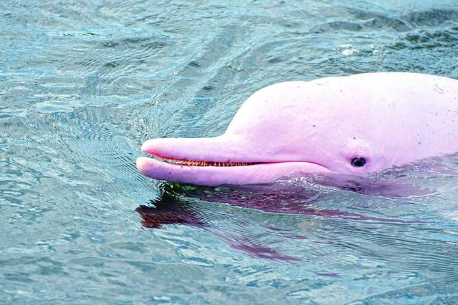Pink Dolphin Spotting & Pig Island Speedboat Tour From Koh Samui - Is $87.19 good value?