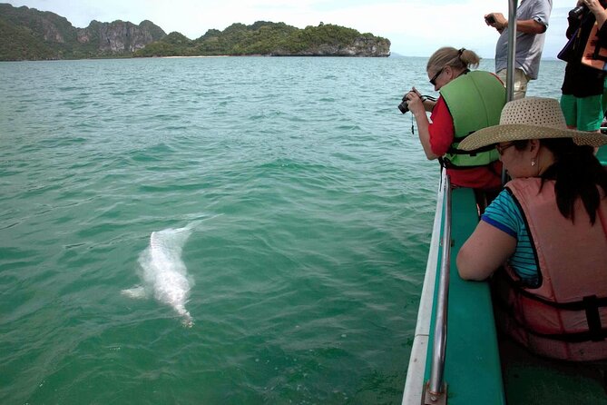 Pink Dolphin Spotting & Pig Island Speedboat Tour From Koh Samui - Who should book this speedboat tour?