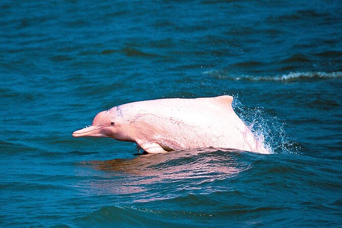 Pink Dolphin Spotting & Pig Island Speedboat Tour From Koh Samui - Khanom coast, Pancake Rock, and the first beach stop