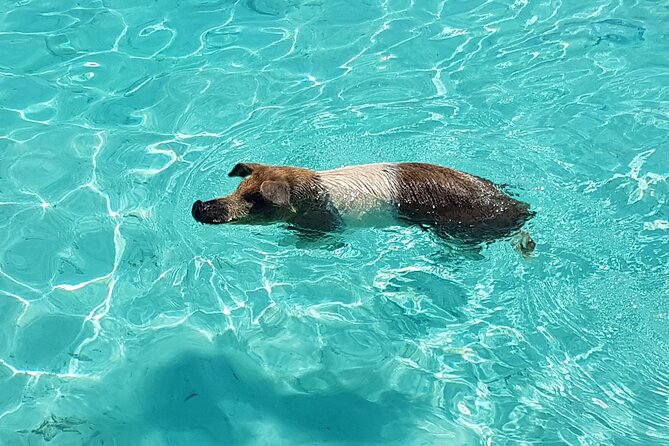Powerboat and Snorkel Experience with Swimming Pigs and Turtles - Key points at a glance