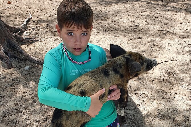 Powerboat and Snorkel Experience with Swimming Pigs and Turtles - Green Cay and the turtle sanctuary