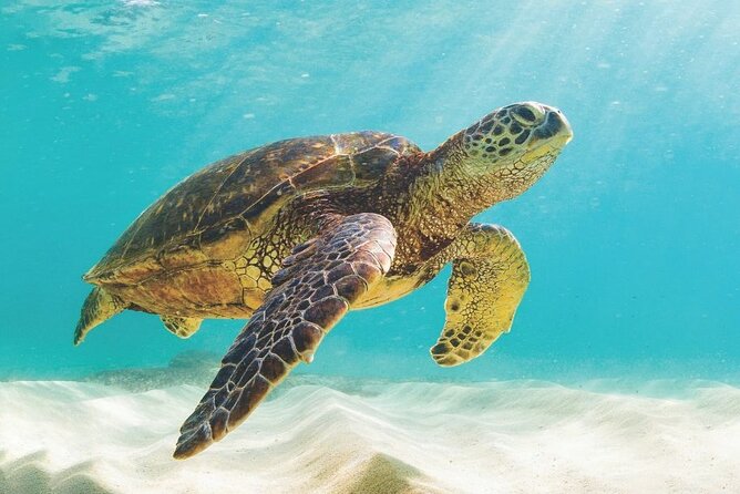 Powerboat and Snorkel Experience with Swimming Pigs and Turtles - Snorkeling near Rose Island