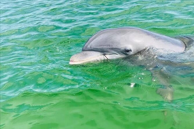 Private 3 Hour Powerboat Dolphin Cruise with Remote Beach Stop up to 6 guests - Key points to know before you book