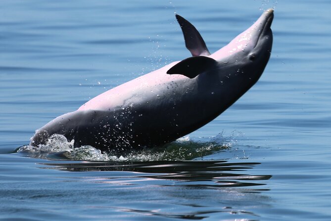 Private 3 Hour Powerboat Dolphin Cruise with Remote Beach Stop up to 6 guests - Why Captain Paul is an important part of the experience