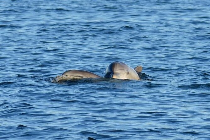 Private 3 Hour Powerboat Dolphin Cruise with Remote Beach Stop up to 6 guests - Pensacola Naval Air Station from the water