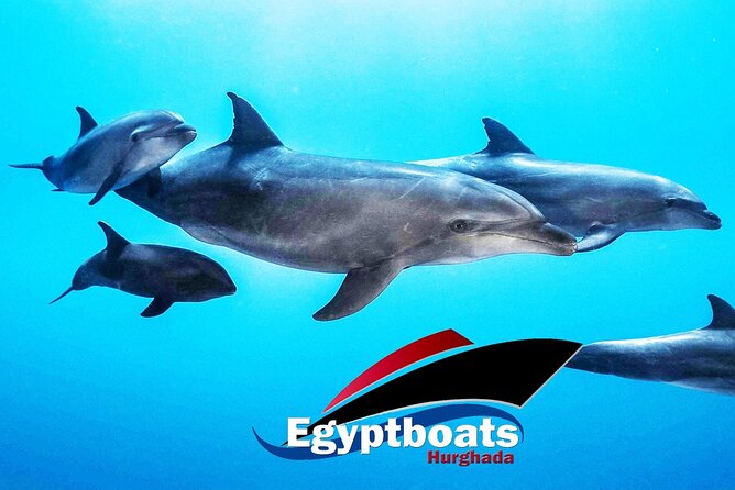 PRIVATE! | 4-hour Speed Boat Trip | Swim With Dolphins, Snorkeling & Island - What the four-hour route can include