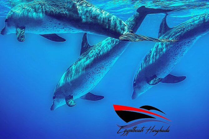PRIVATE! | 4-hour Speed Boat Trip | Swim With Dolphins, Snorkeling & Island - Dolphin House and the search for wild dolphins