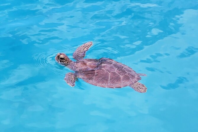 Private Speed Boat Charter in St Maarten & Nature Reserve - Tintamarre Island and the chance to see turtles