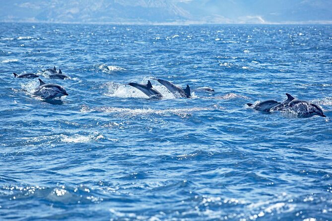 Private Speed Boat Experience To Dolphin House in Hurhgada - What the Four-Hour Schedule Really Means