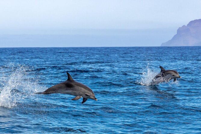 Private Speed Boat Experience To Dolphin House in Hurhgada - Captain and Crew Service