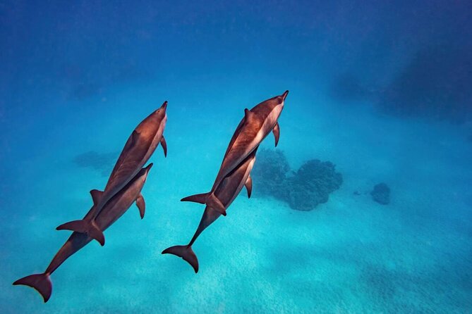 Private Speed Boat Experience To Dolphin House in Hurhgada - Snacks, Gear, and Hotel Pickup
