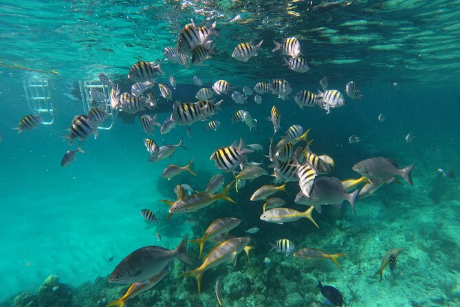 Private Speed Boat for Snorkeling or Fishing in Nassau - 34ft - Leaving from Sterling Marina on Paradise Island