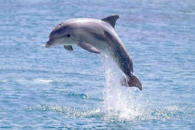 Private Speed Boat Snorkeling with Dolphins Trip - Hurghada - Is $47.50 a good price?