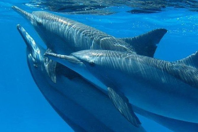 Private Speed Boat & Swim With Dolphins & Water Sports-hurghada - A small boat and a real chance at wild dolphins