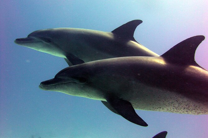 Private Speed Boat to Magawish Island's Hidden Wonders - Hurghada - Magawish Island by speedboat