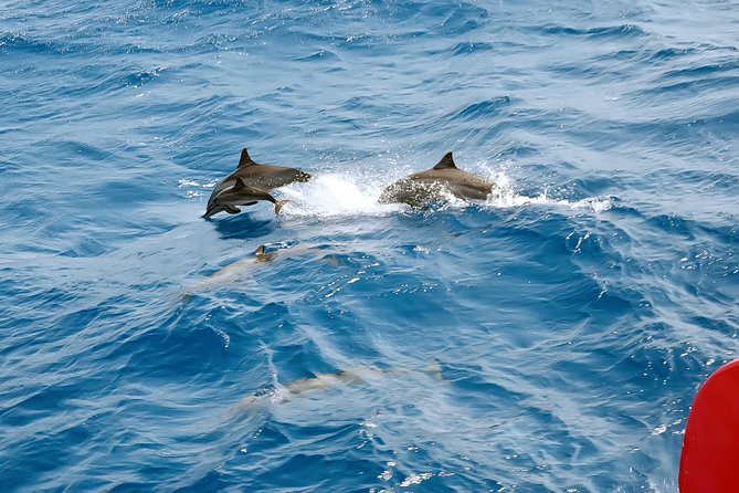 Private Speed Boat to Magawish Island's Hidden Wonders - Hurghada - Pickup, timing, and the real cost