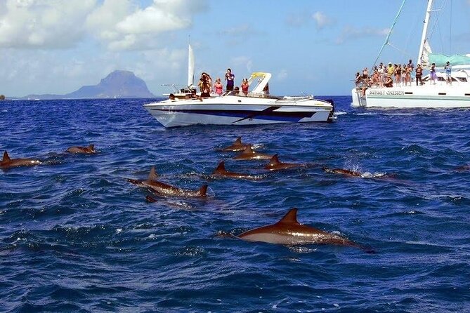 Private Speed Boat Tour and Dolphin Encounter at Ile aux Benitier - Four hours at Ile aux Benitiers