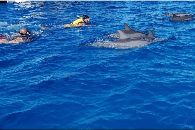 Private Speed Boat Tour and Dolphin Encounter at Ile aux Benitier - Practical details that can save you trouble