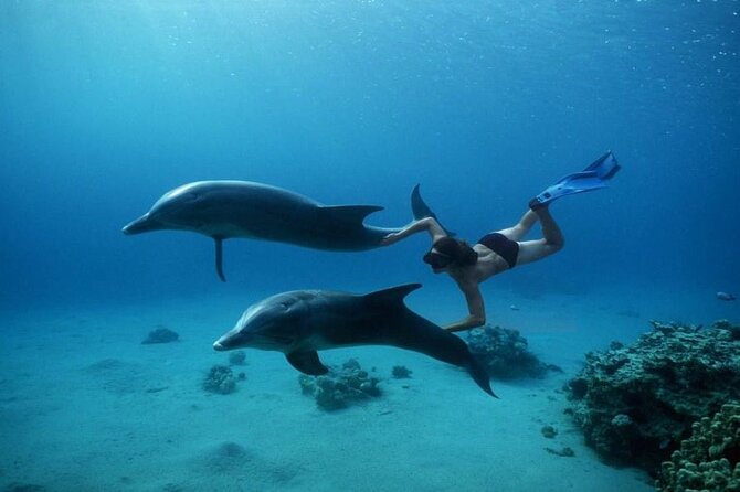 Private Speedboat Excursion Dolphin House Discovery - Hurghada - Is $55 a fair price?