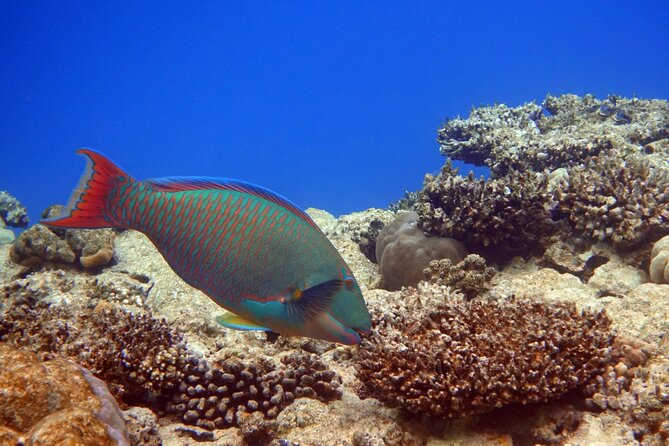 Private Speedboat Excursion Dolphin House Discovery - Hurghada - Who will enjoy this trip most?