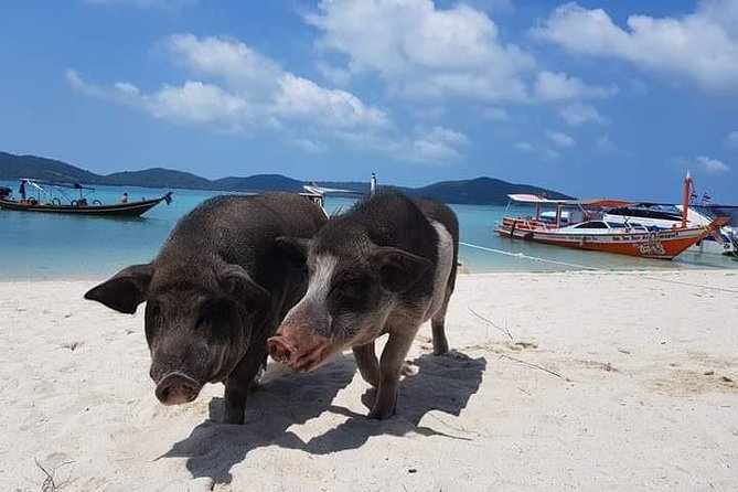 Private Speedboat Koh Tan & Pig Island Snorkeling from Samui - What the private boat really adds