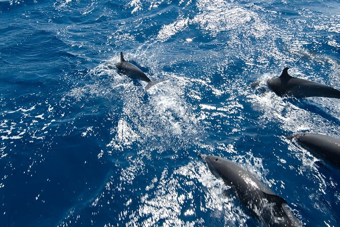 Private Speedboat swimming and Dolphin Watching in Hurghada - A private start from Hurghada