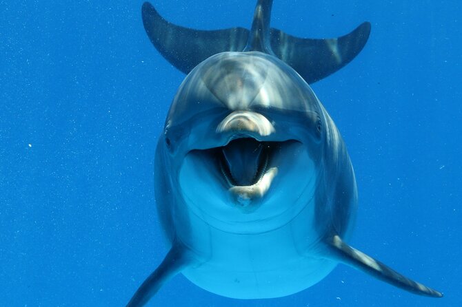 Private Speedboat To Dolphin House With Parasailing - Hurghada - Why Dolphin House makes a good half-day target